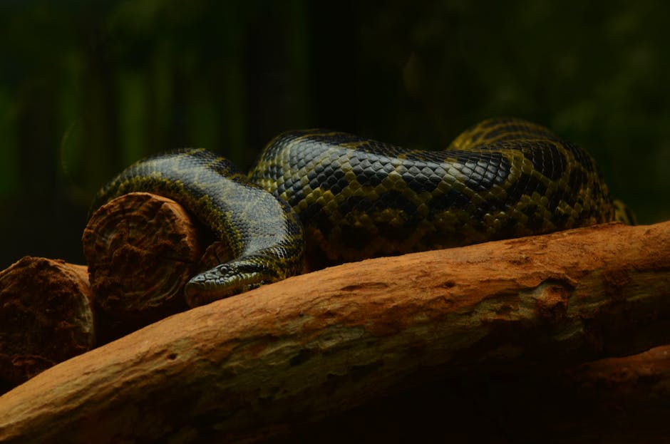 Image of an anaconda in a dream, representing the exploration of the unconscious mind and its symbolism. The image showcases the anaconda in a mysterious and powerful way.