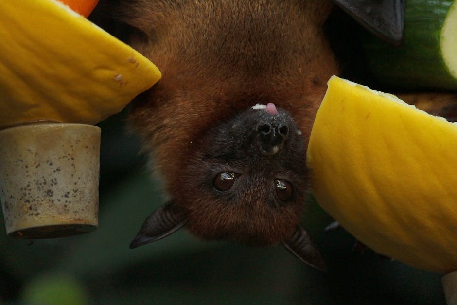 Image showing different cultural symbols associated with bats, from ancient cave paintings to modern literature and religious texts.