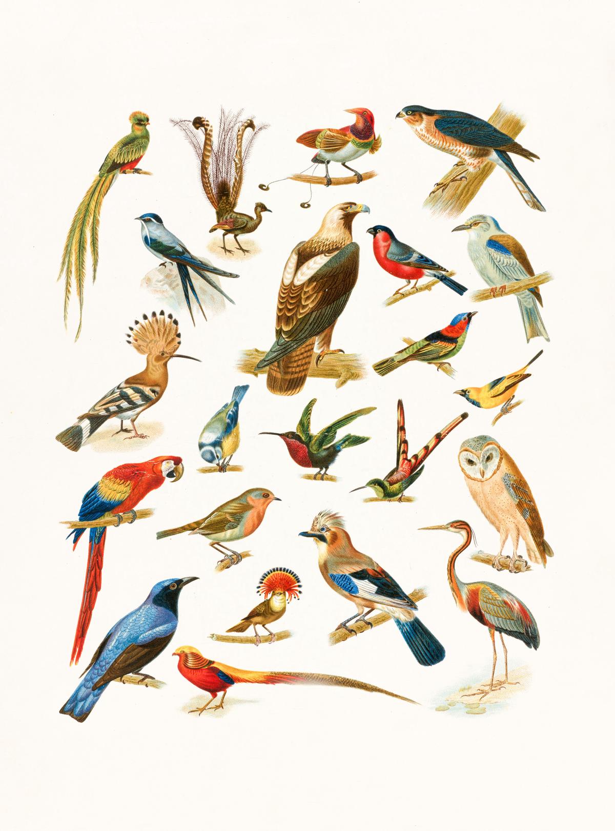 Various birds representing different symbols in the Bible.