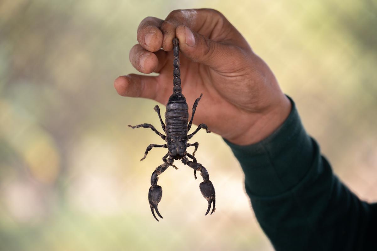 An image of a black-scorpion, symbolizing the complexity and richness of dream interpretation.
