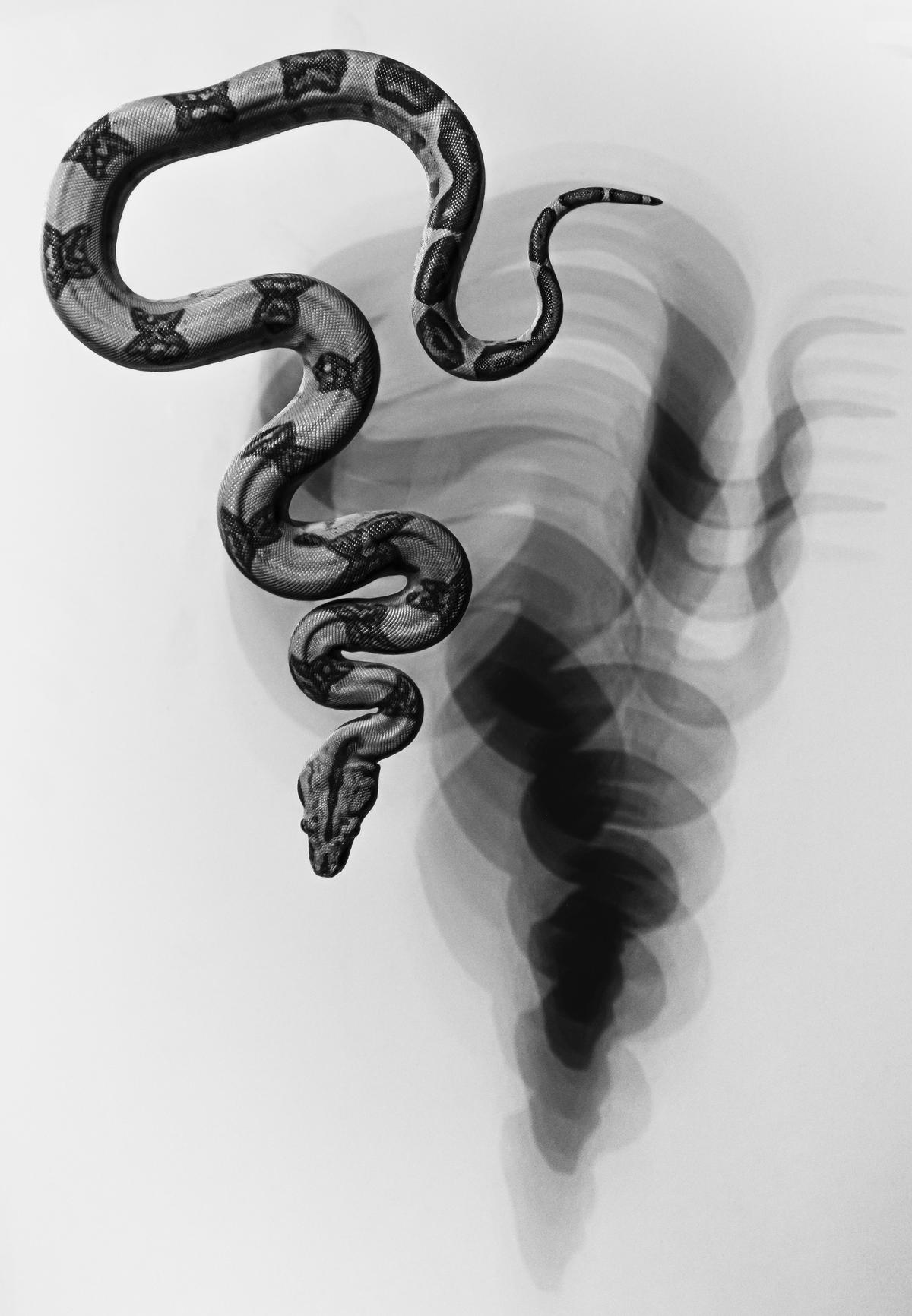 Image of a black snake in a dream, symbolizing different interpretations in various cultures