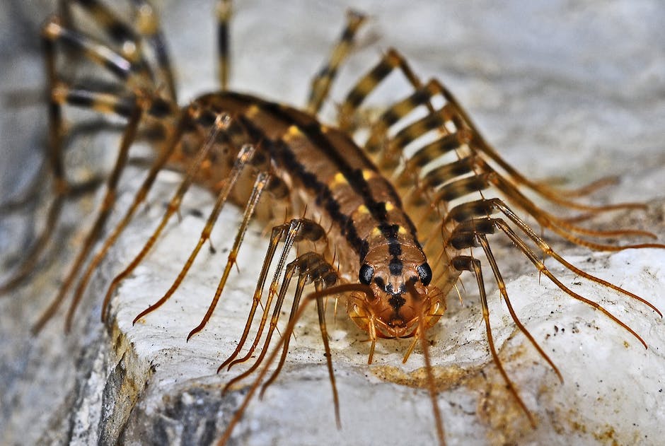 Image depicting centipedes in dreams, representing the mysterious and symbolic nature of dreams for visually impaired individuals.