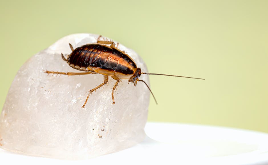 A picture of a cockroach crawling on a surface.