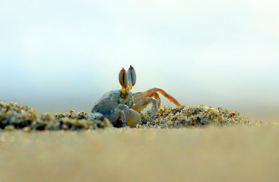 A close-up image of a crab symbolizing emotional guardedness and resilience, with its hardened exoskeleton representing protection and solid defences.