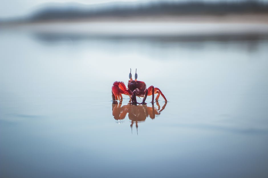 Image depicting various crab symbols representing different cultures and their influence on dream interpretations.