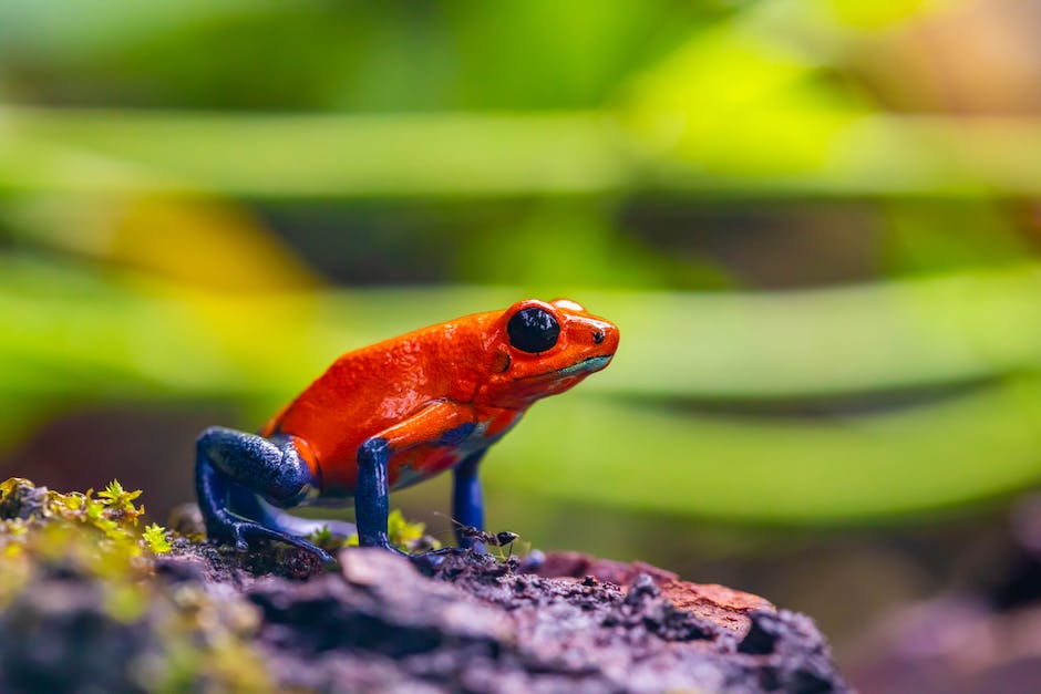 An image describing the diverse interpretations of frog symbolism in dreams, showing various cultural and historical perspectives.