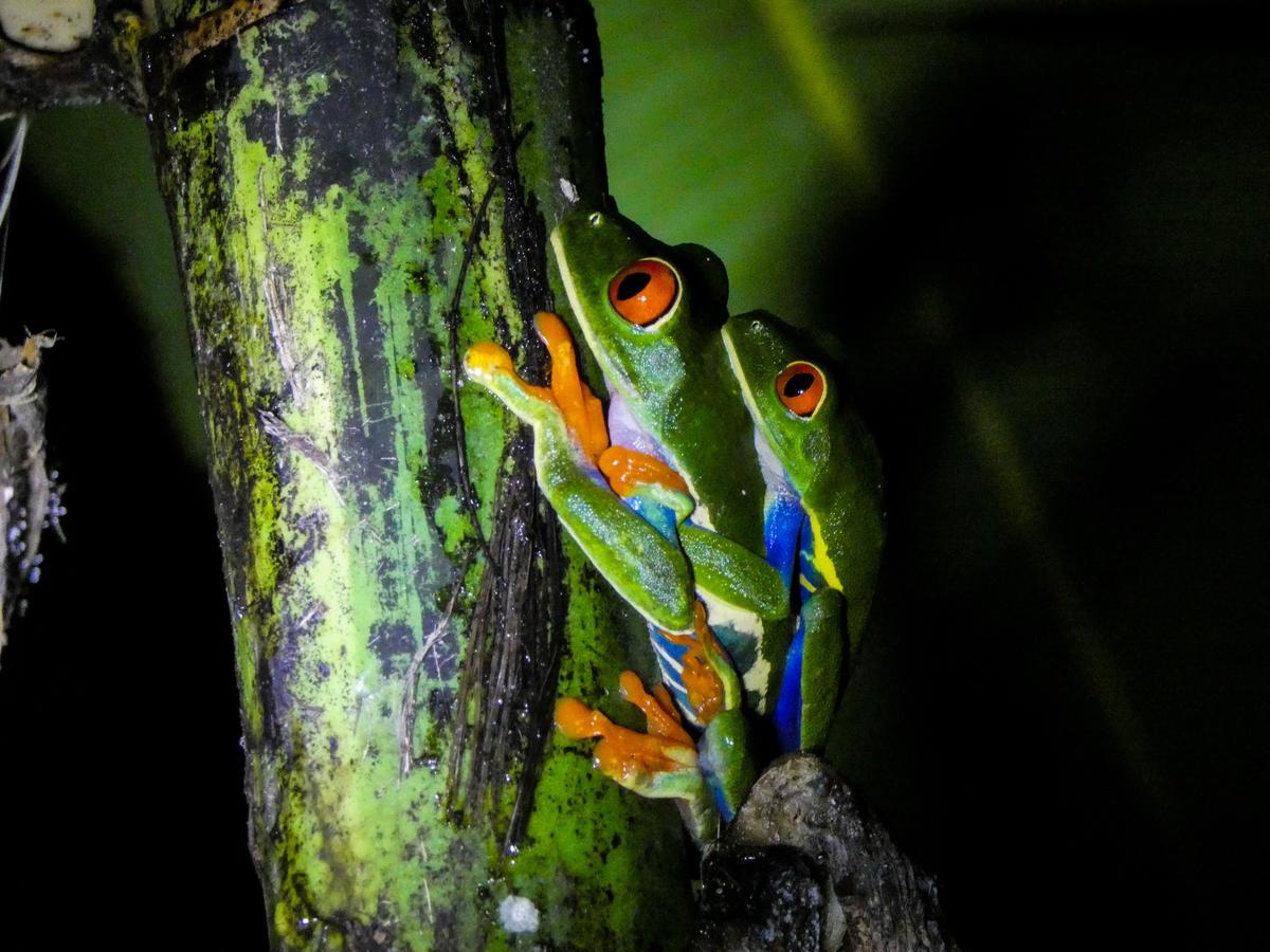 Image: Variety of frogs representing the symbolism of frogs in dreams