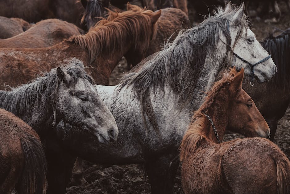 Image of horses in biblical dreams, depicting their significance in divine communication.