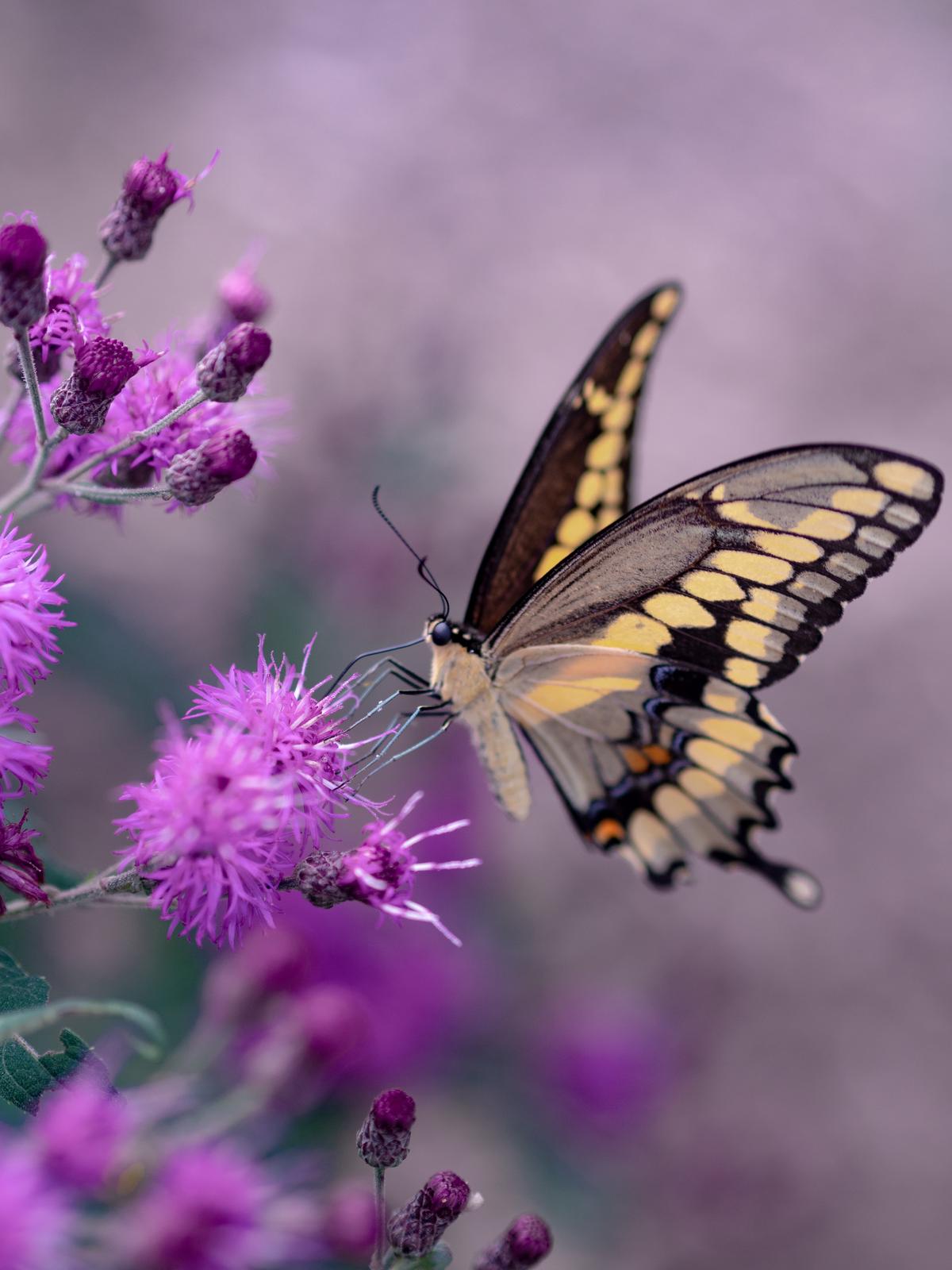 An image of various insects, symbolizing the complexity and symbolism of insect-related dreams