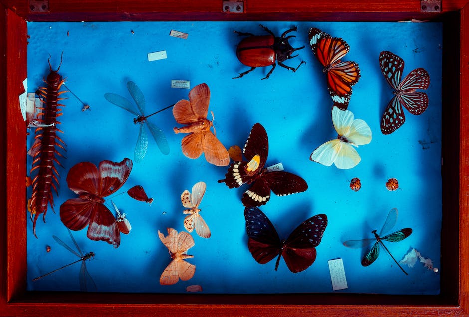 An image showing various insects representing different interpretations in dreams