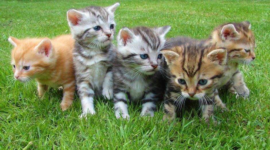 An image depicting kittens as a symbol with various layers of meaning.