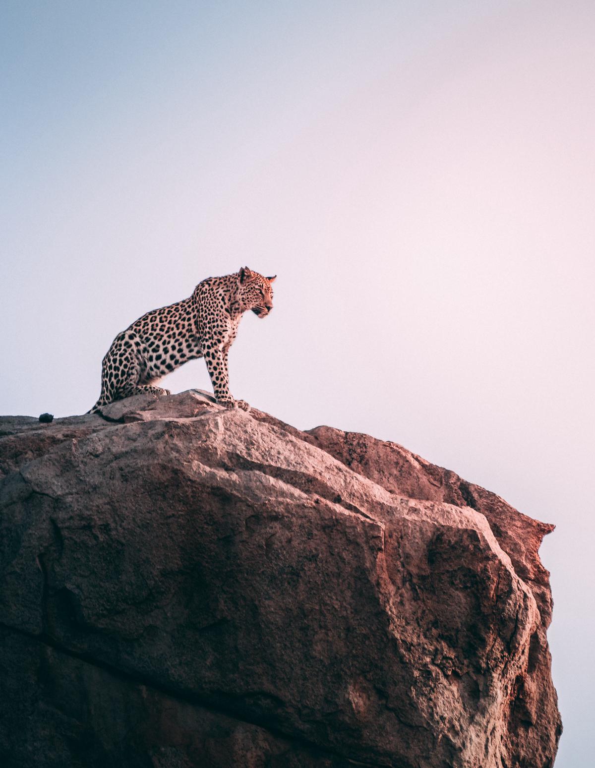 A majestic leopard in its natural habitat.