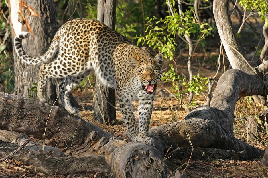 Image depicting a leopard in a dream, showcasing the intertwining of cultural perspectives and biblical interpretations.