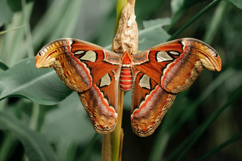 Image depicting the unseen aspects of moth imagery, symbolizing dreams and their biblical significance