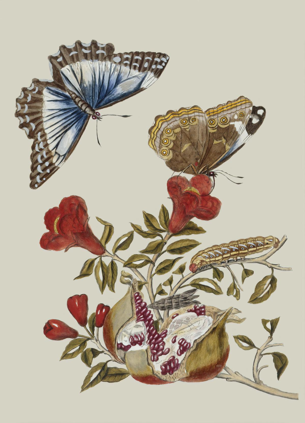 Illustration depicting various moth species symbolizing different concepts described in the text