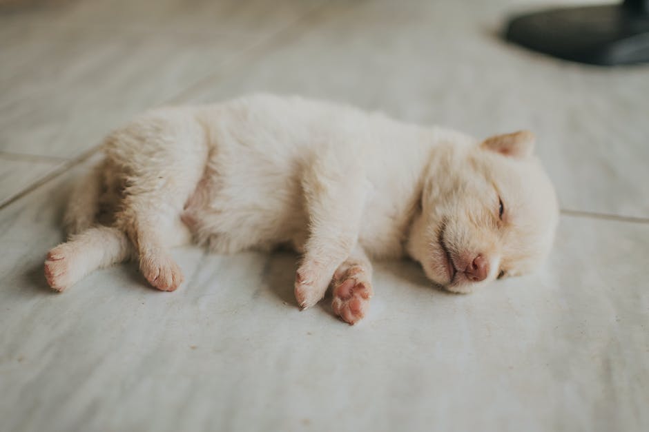A cute image of a sleeping puppy with a peaceful expression