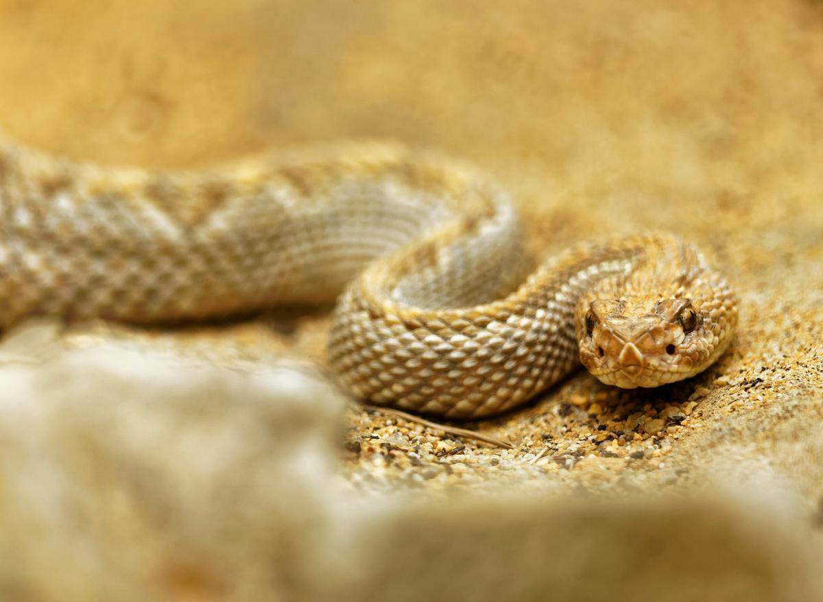 An image showcasing the symbolic and mysterious nature of a rattlesnake bite in dreams, representing the intertwining of the conscious and subconscious mind for someone visually impaired