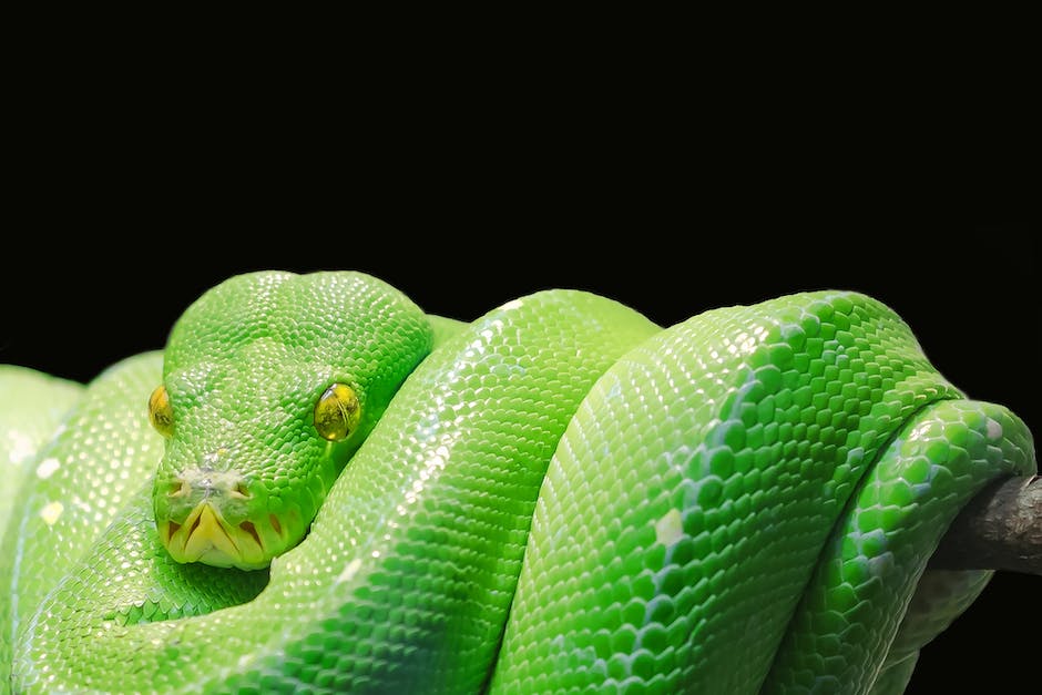 Image describing the complex symbolism of a green snake in biblical dream interpretation