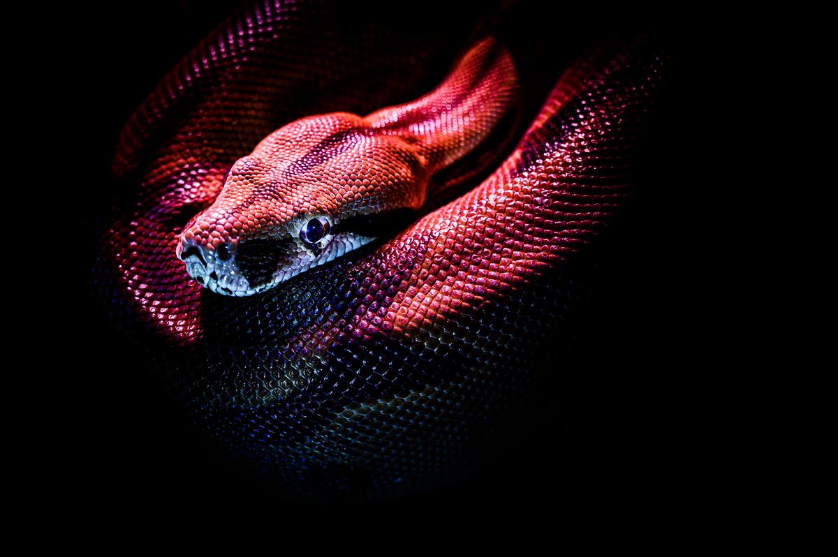Image of different colored snakes representative of their symbolism in biblical literature.