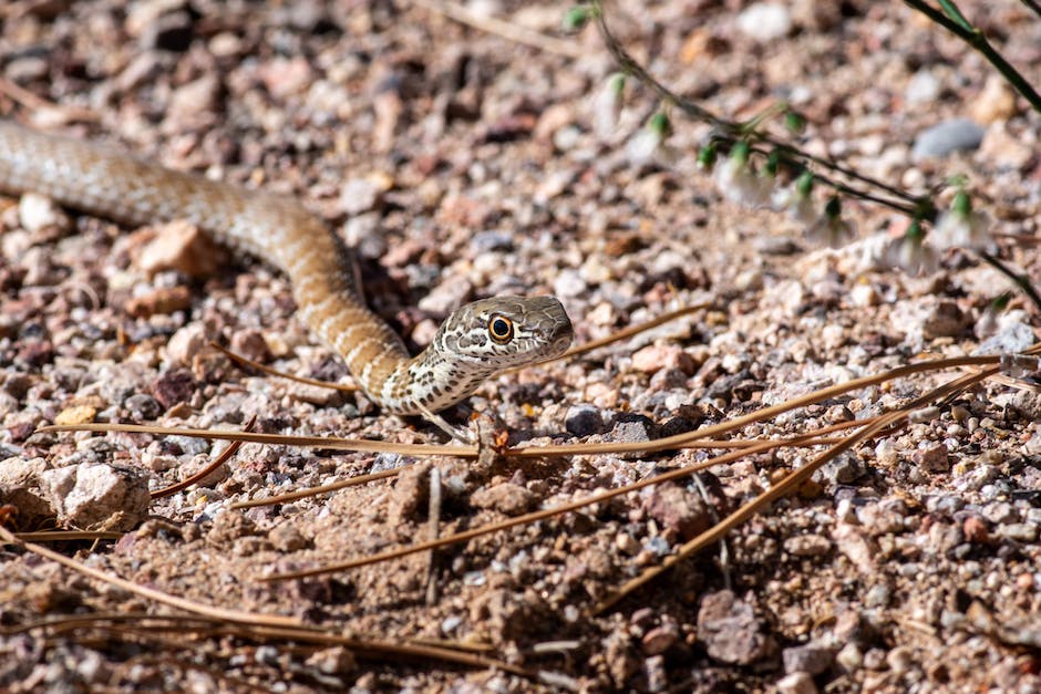 An image depicting the act of killing a snake in a dream, symbolizing complexity and personal relevance