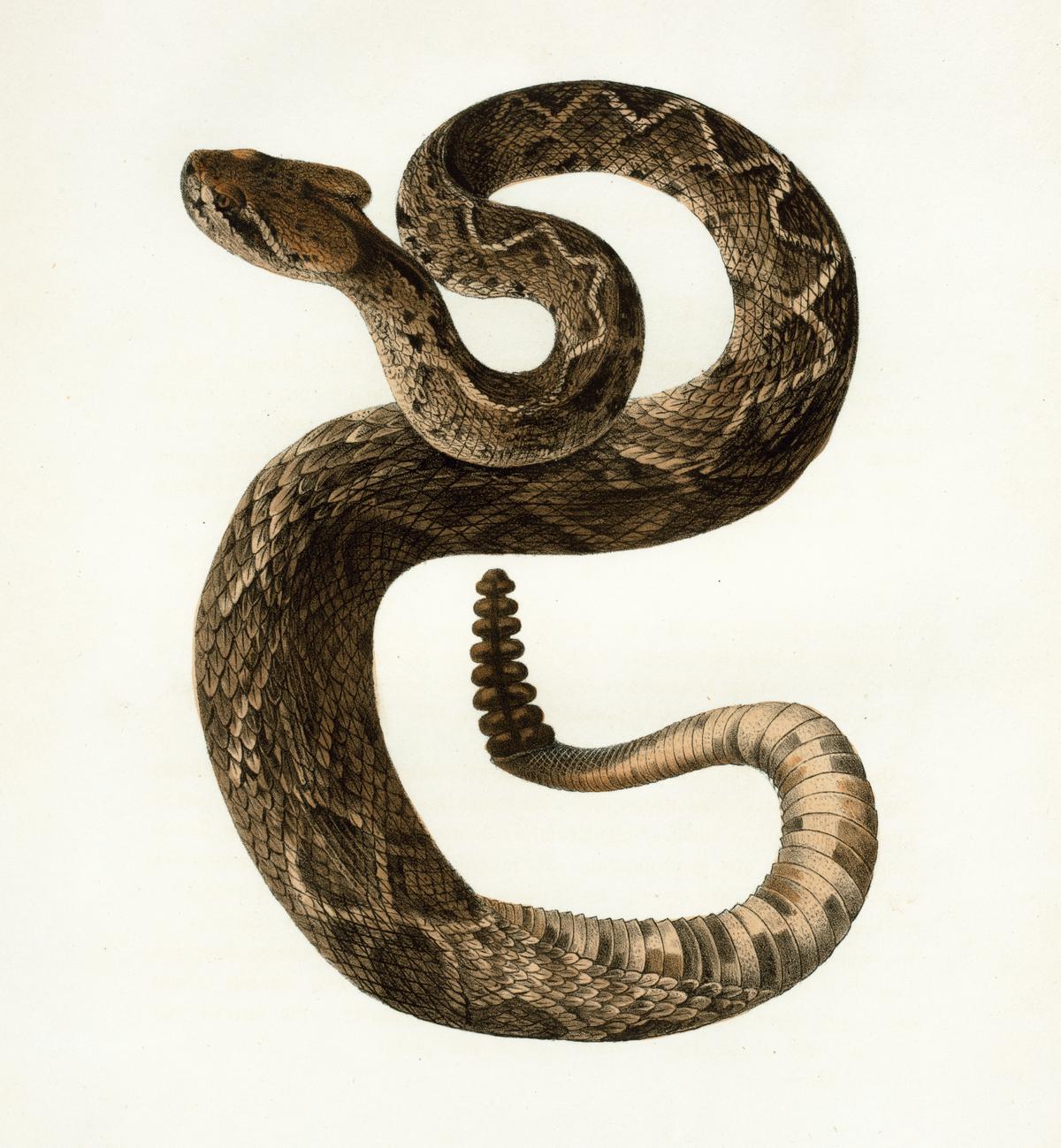 Illustration of a biblical snake, representing both temptation and salvation