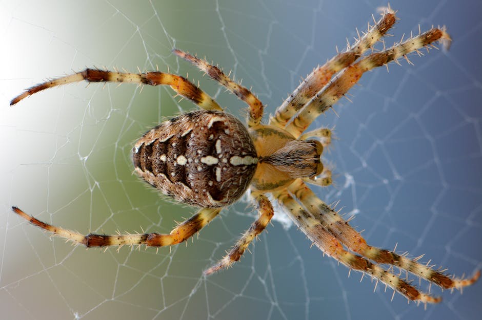 Image of various types of spiders, showcasing their diversity and colorful patterns.