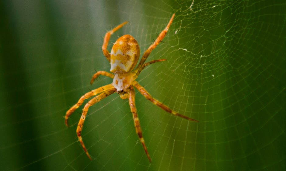 Image depicting various spiders symbolizing different cultural and religious interpretations