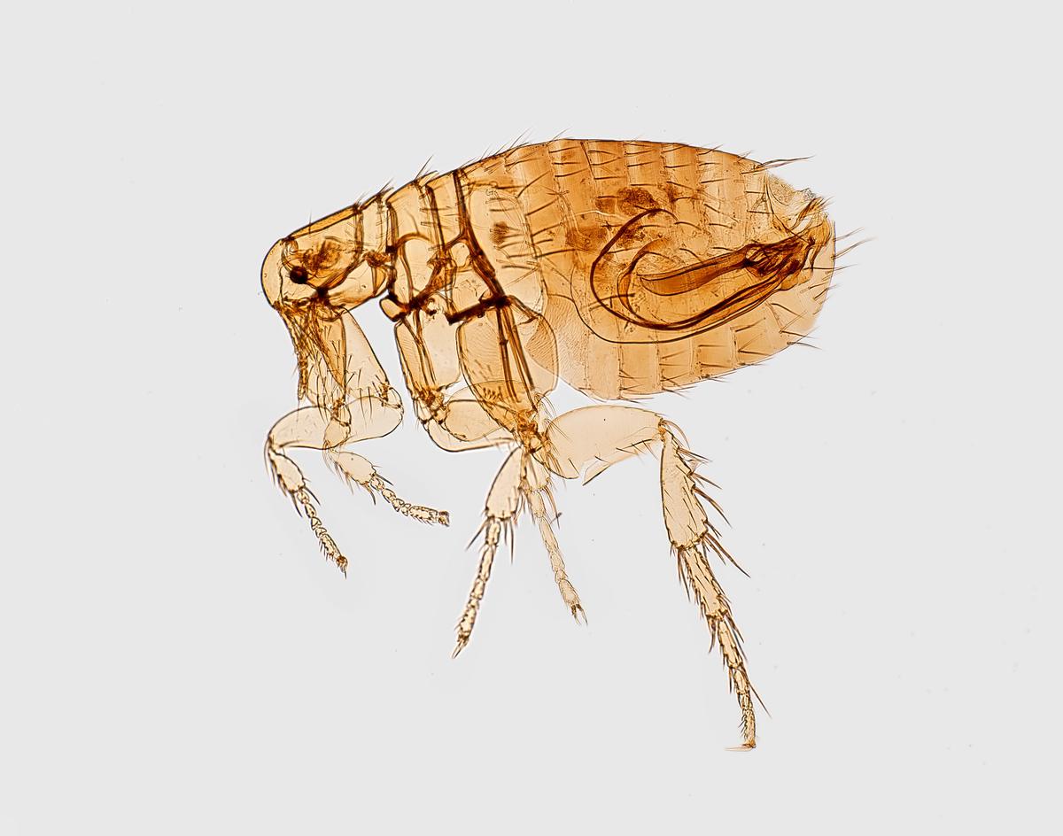 Illustration depicting fleas as symbolic creatures in religious and ancient belief systems