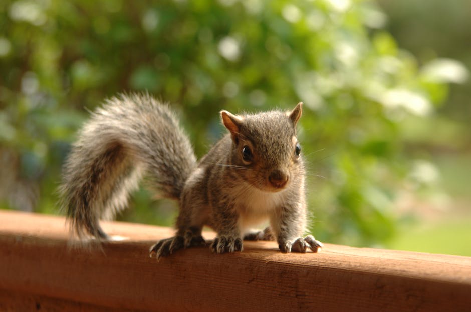 Image depicting a squirrel surrounded by various religious symbols, emphasizing the connection between squirrels and religious belief systems