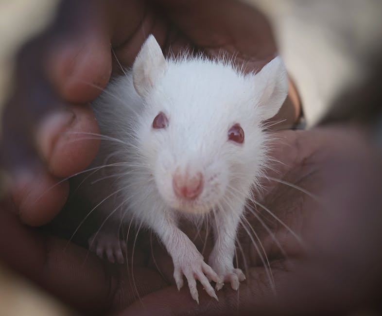 Image depicting white rats in various poses, emphasizing their symbolic and mysterious nature