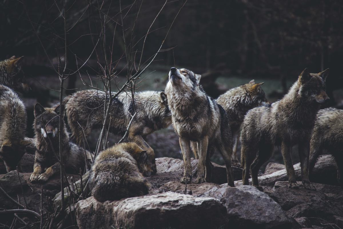 Image of a wolf pack symbolizing the dream encircled by wolves.